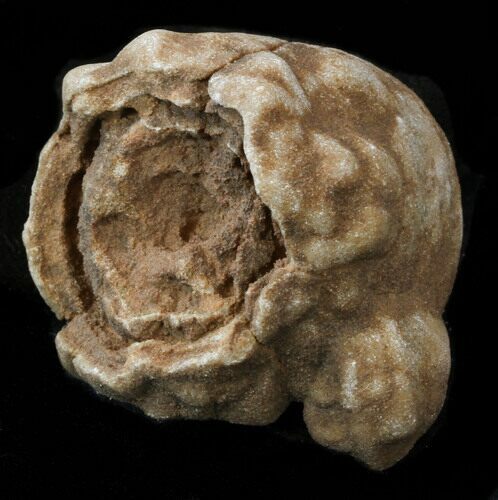 Flower-Like Sandstone Concretion - Pseudo Stromatolite #34213